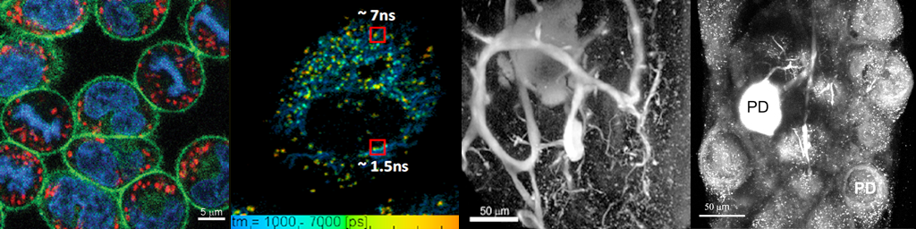 Images of cells