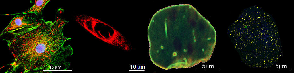 Images of cells